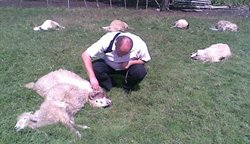 Opština pomaže stočara Malush Hysenaj sa 1.000 €